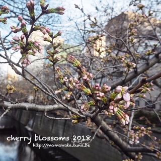 3/15�ڍ���̍�