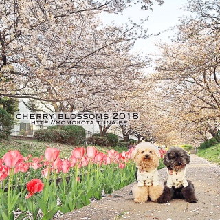 SAKURA 2018