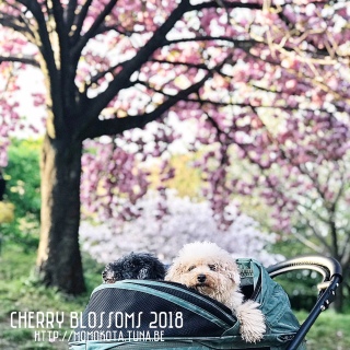 �x�炫�̍�
