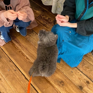 蓹