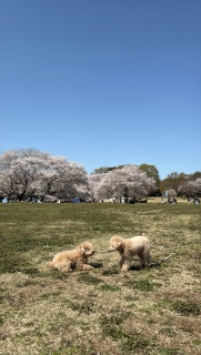 4/9