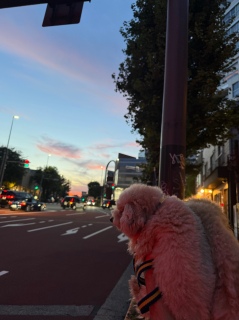 19̋